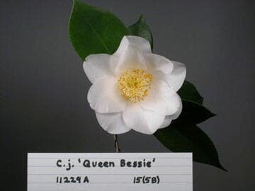 Camellia japonica 'Queen Bessie'