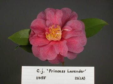 Camellia japonica 'Princess Lavender'
