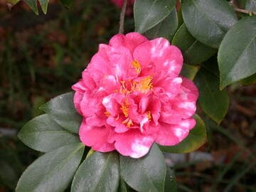Camellia japonica 'Lawrence Walker Variegated'