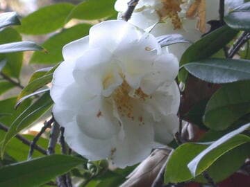 Camellia japonica 'Frizzle White'
