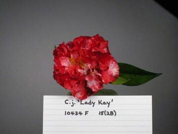 Camellia japonica 'Lady Kay'