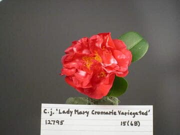 Camellia japonica 'Lady Mary Cromartie Variegated'