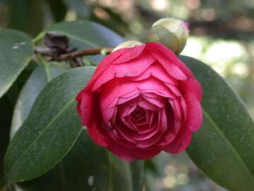 Camellia japonica 'Captain Parks'