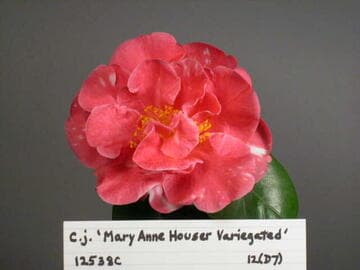 Camellia japonica 'Mary Anne Houser Variegated'