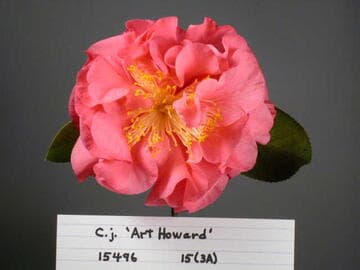 Camellia japonica 'Art Howard'