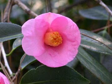 Camellia wabisuke 'Sukiya' (Tea Pavilion)