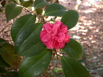 Camellia japonica 'Thomas Treseder'