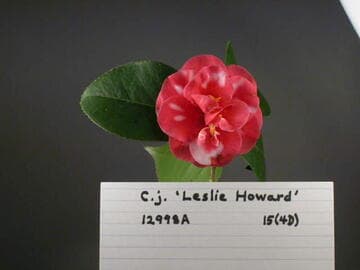 Camellia japonica 'Leslie Howard'