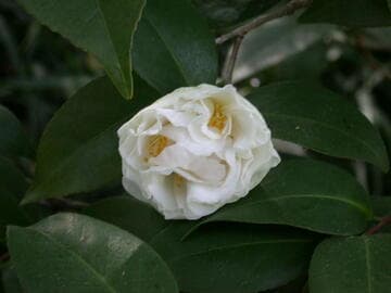 Camellia japonica 'Swan Lake (Monrovia)'