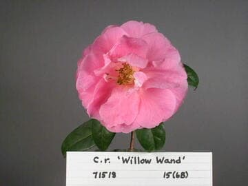 Camellia reticulata 'Liuye Yinhong'