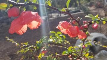 Chaenomeles x superba 'Texas Scarlet'
