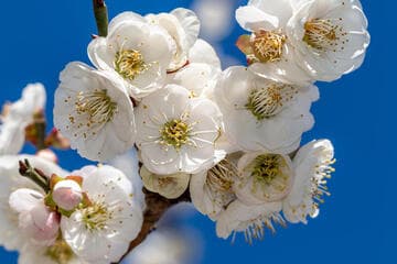 Prunus mume 'Rosemary Clarke'