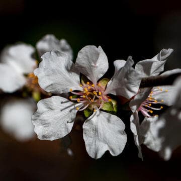 Prunus tomentosa 'Manchu Cherry'