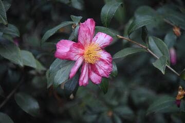 Camellia 'Stars 'n Stripes'