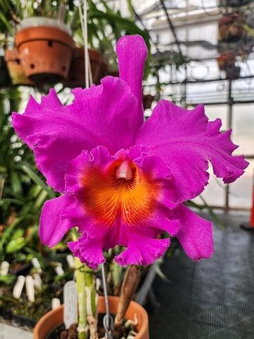 x Rhyncholaeliocattleya Pink Empress 'Ju-Shen' AM/AOS