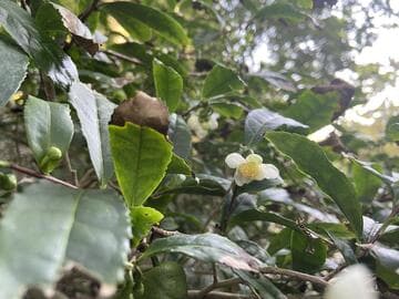 Camellia sinensis
