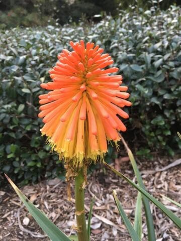 Kniphofia uvaria