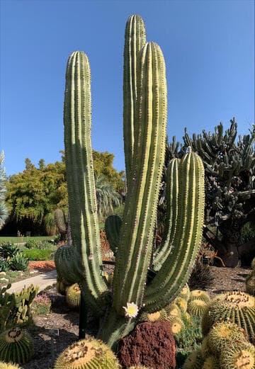Echinopsis terscheckii