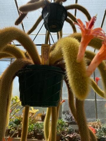 Cleistocactus winteri x C. winteri ssp. colademono