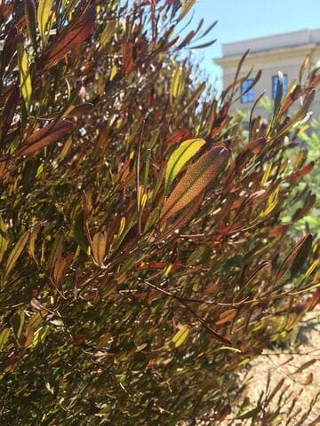 Dodonaea viscosa 'Purpurea'