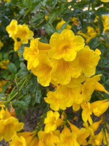 Tecoma stans 'Gold Star'