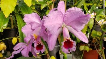 Cattleya percivaliana