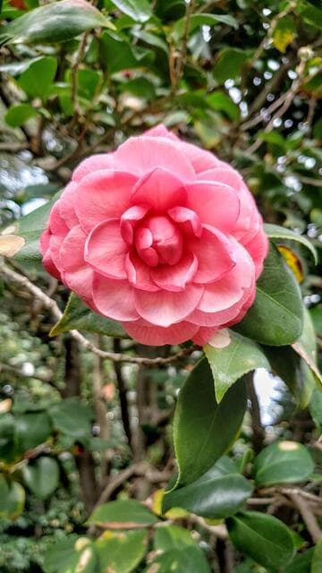 Camellia japonica 'Pink Dawn'