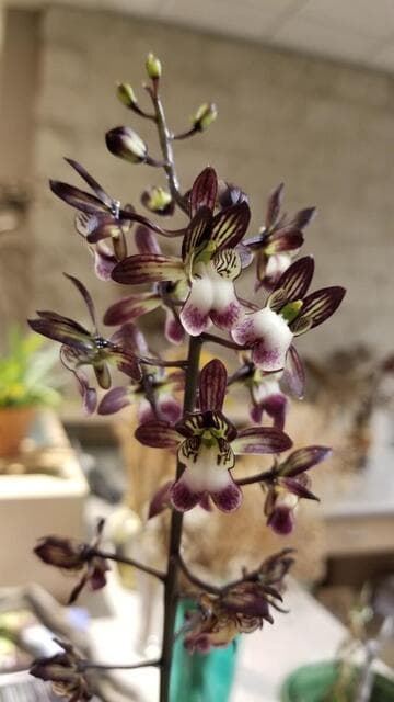 Oeceoclades saundersiana