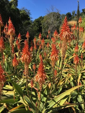 Aloe 'Pink Perfection'