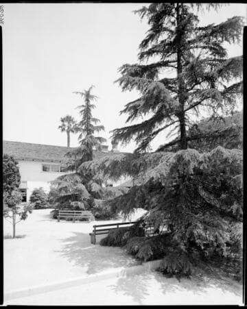 Trees and buildings, Polytechnic Elementary School, 1030 East California, Pasadena. May 23, 1941