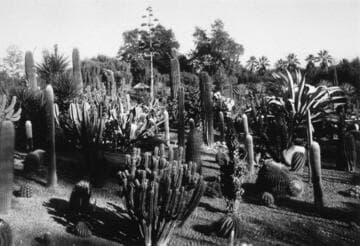 Desert garden, general view, circa 1916