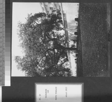 Oak tree near the south terrace of the Huntington residence, circa 1913