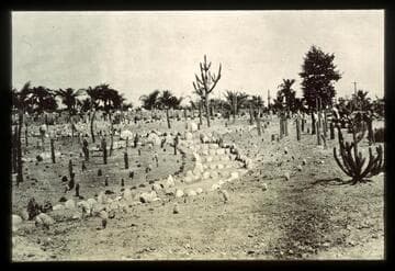 Desert and palm gardens, circa 1910