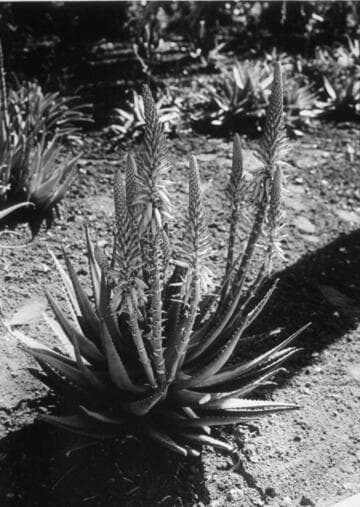Aloe hertrichii