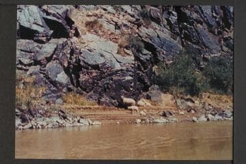 Domestic sheep in Westwater Canyon