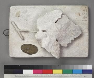 Plaster-of-Paris model of a grape leaf