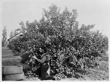 Lemon picking